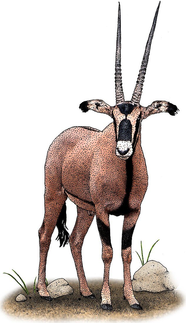 Fringe Eared Oryx
