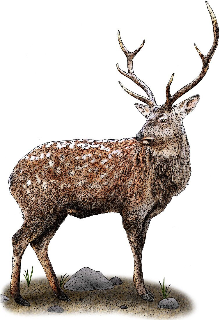 Japanese Deer