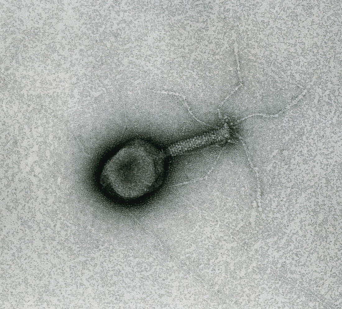 T4 Bacteriophage