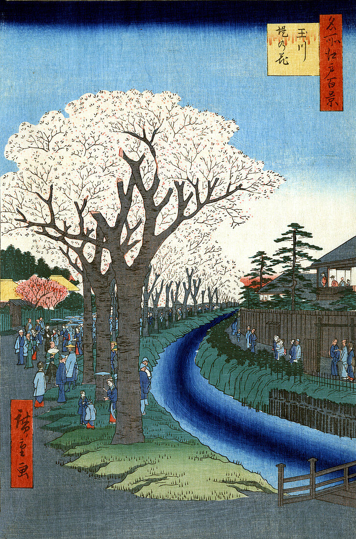 Tama River Cherry Blossoms, 1856