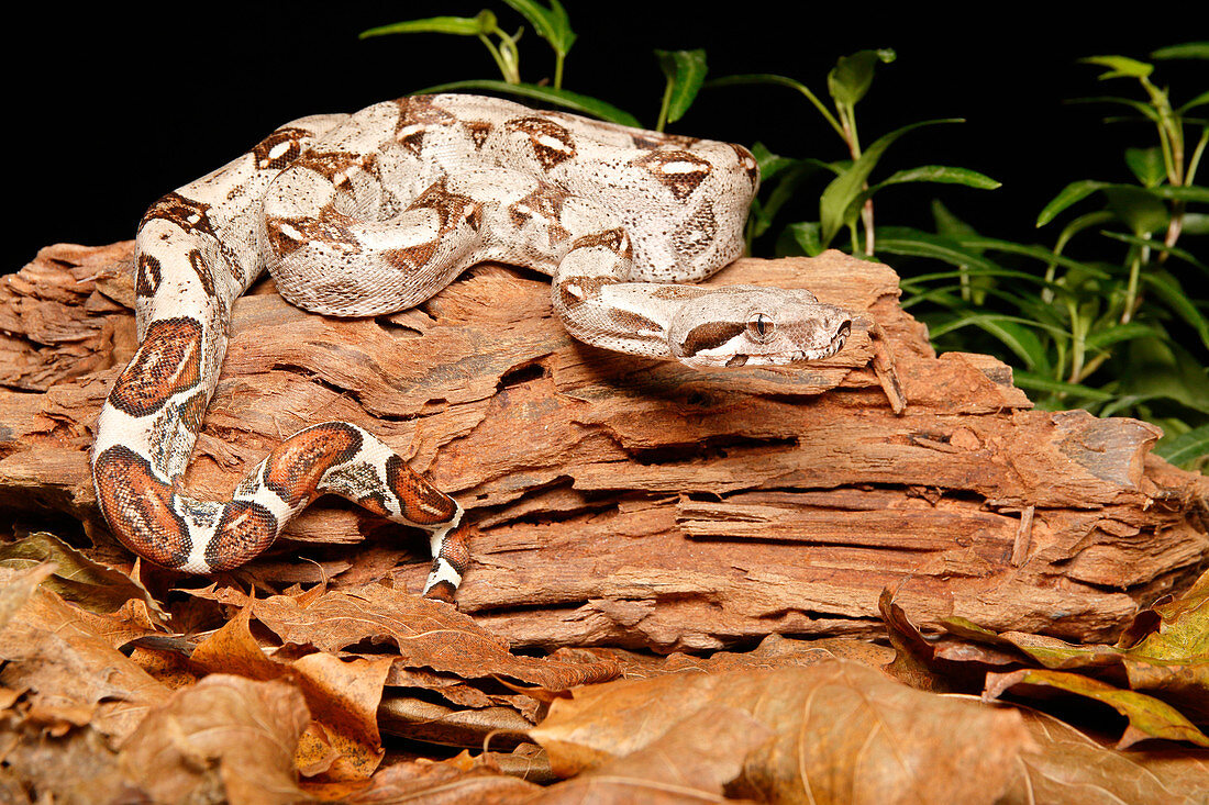 Colombian Red Tail Boa Constrictor