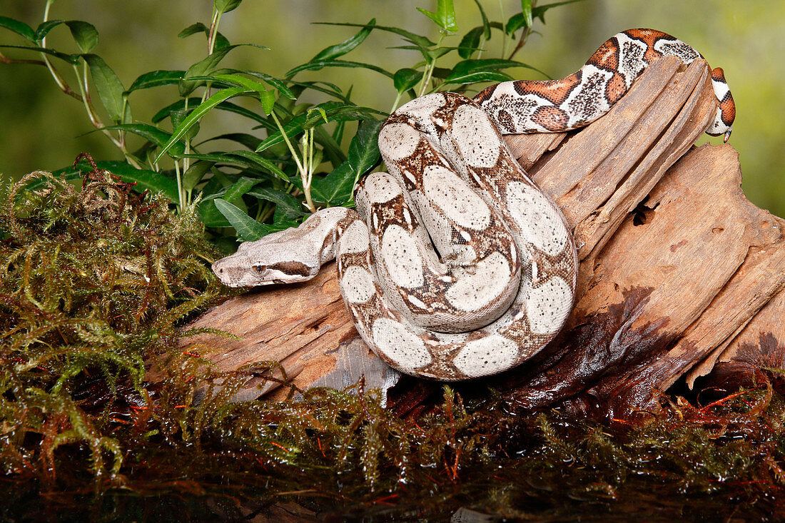 Colombian Red Tail Boa Constrictor