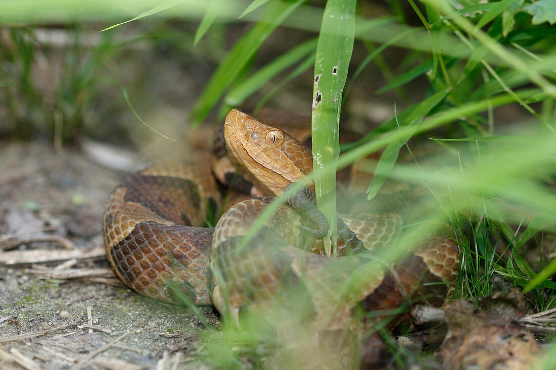 Northern Copperhead On Trailside
