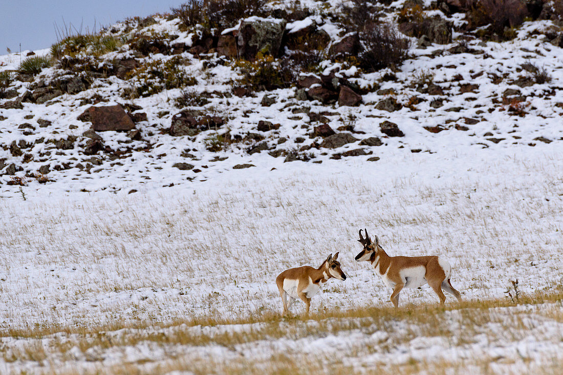 Male and Female Pronghorns