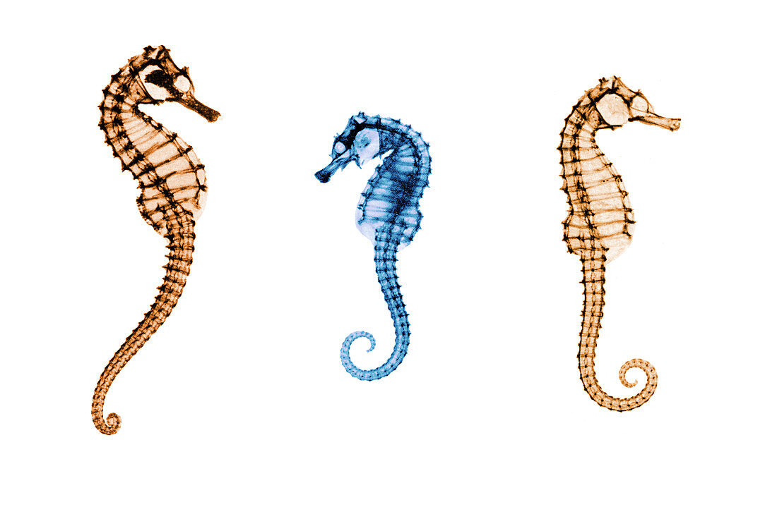 Seahorses, Historical X-Ray