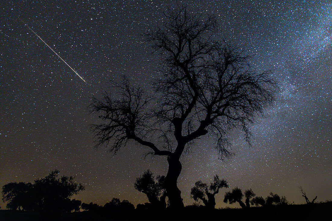 Meteor and Milky Way with tree