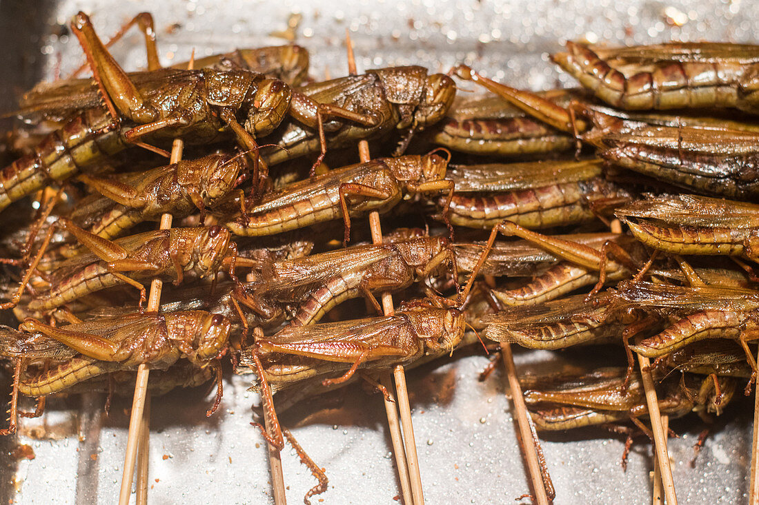 Cooked grasshoppers on sticks