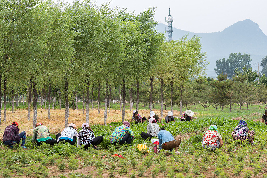 Female workers weeding a field, China