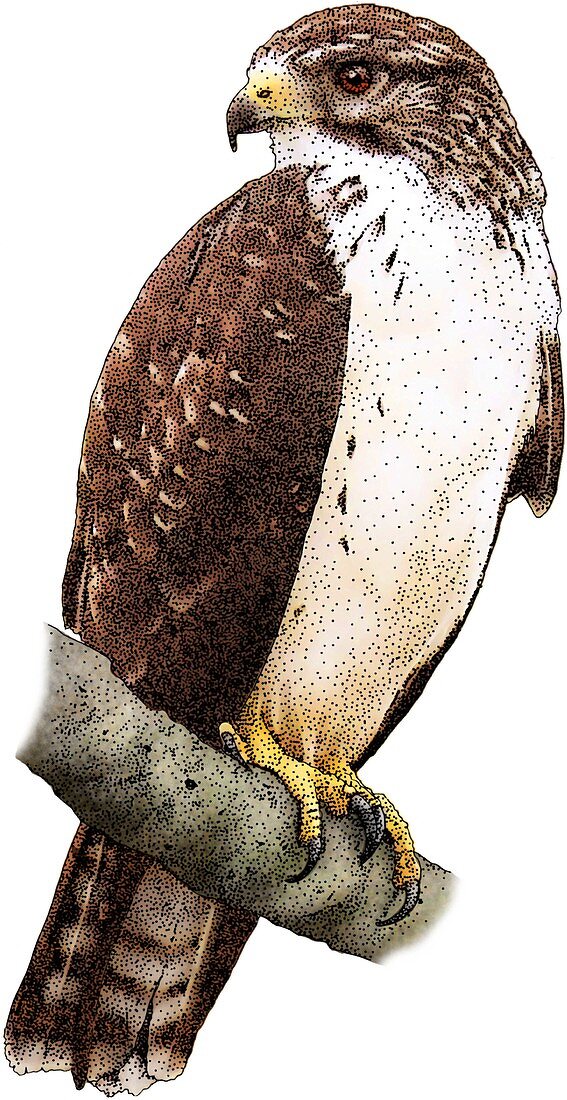 Short-Tailed-Hawk