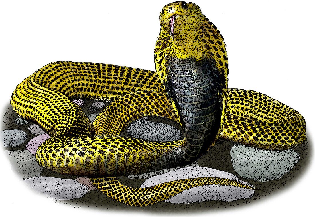 Southern Philippine Cobra