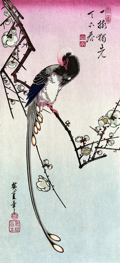 Plum Blossom and Magpie, 19th Century
