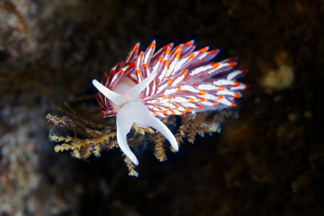 Cuthonella sea slug