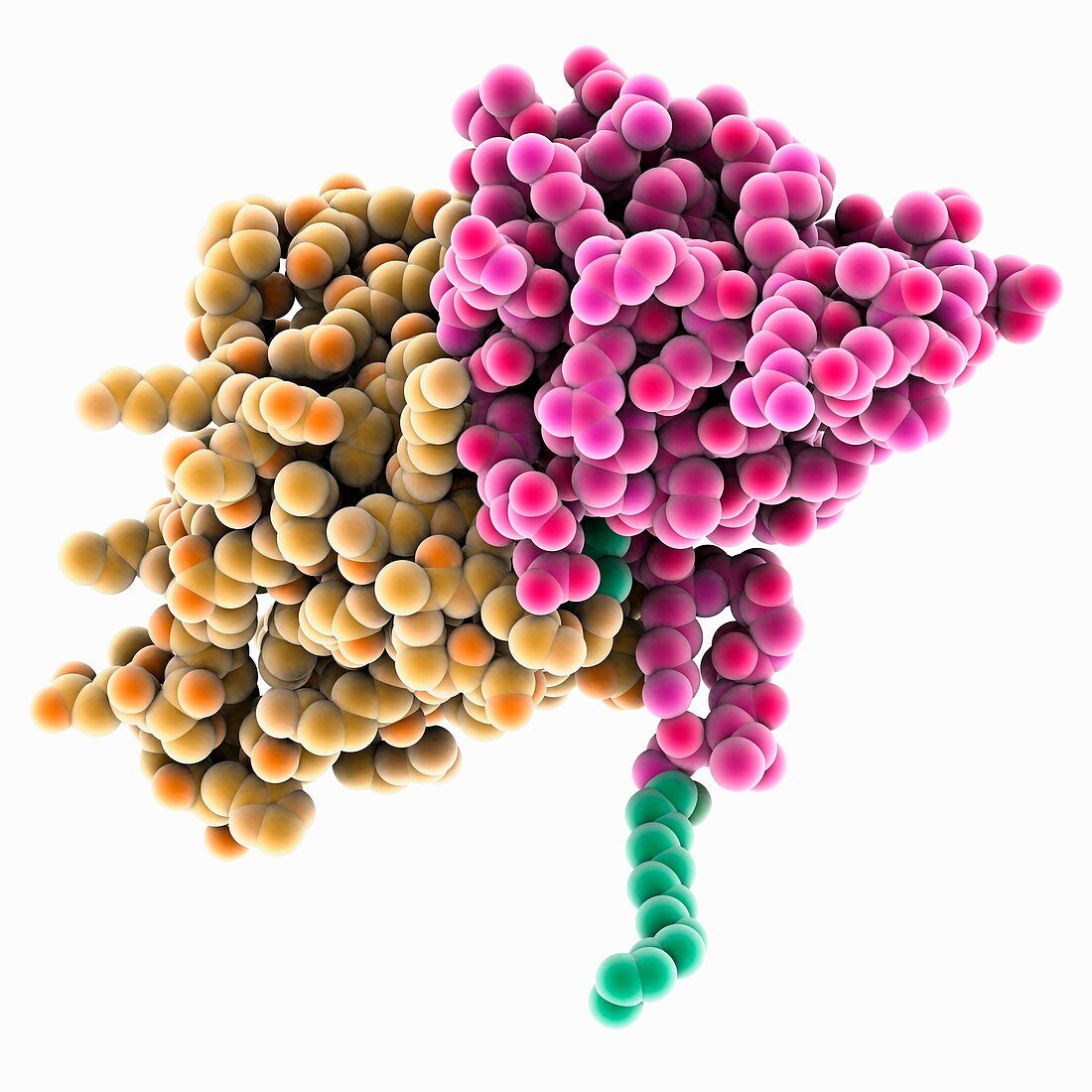 Mouse mammary tumour virus matrix protein, molecular model
