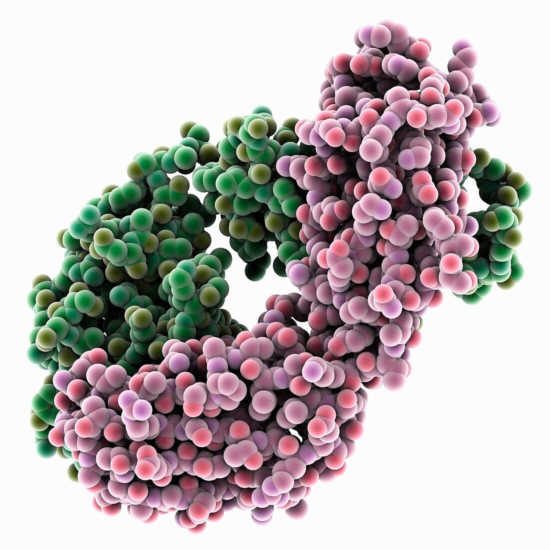 Nivolumab fab fragment, molecular model