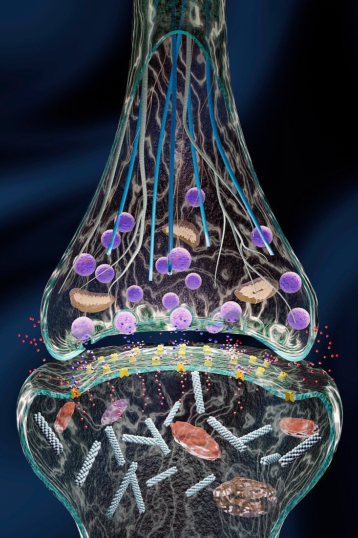 Nerve synapse, illustration