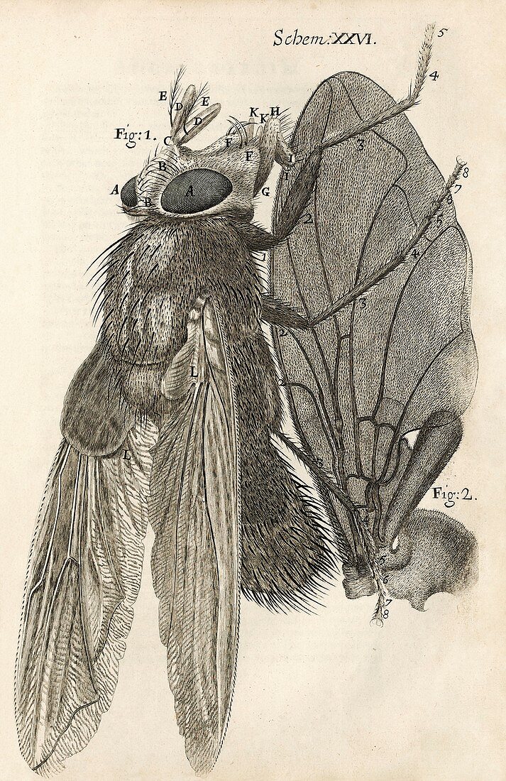 Fly in Hooke's Micrographia (1665)