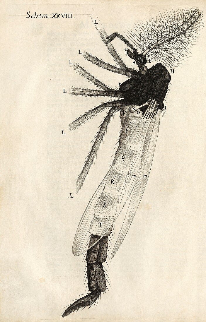 Midge in Hooke's Micrographia (1665)