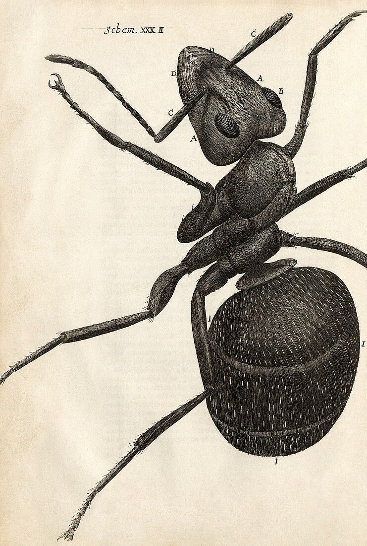 Ant in Hooke's Micrographia (1665)