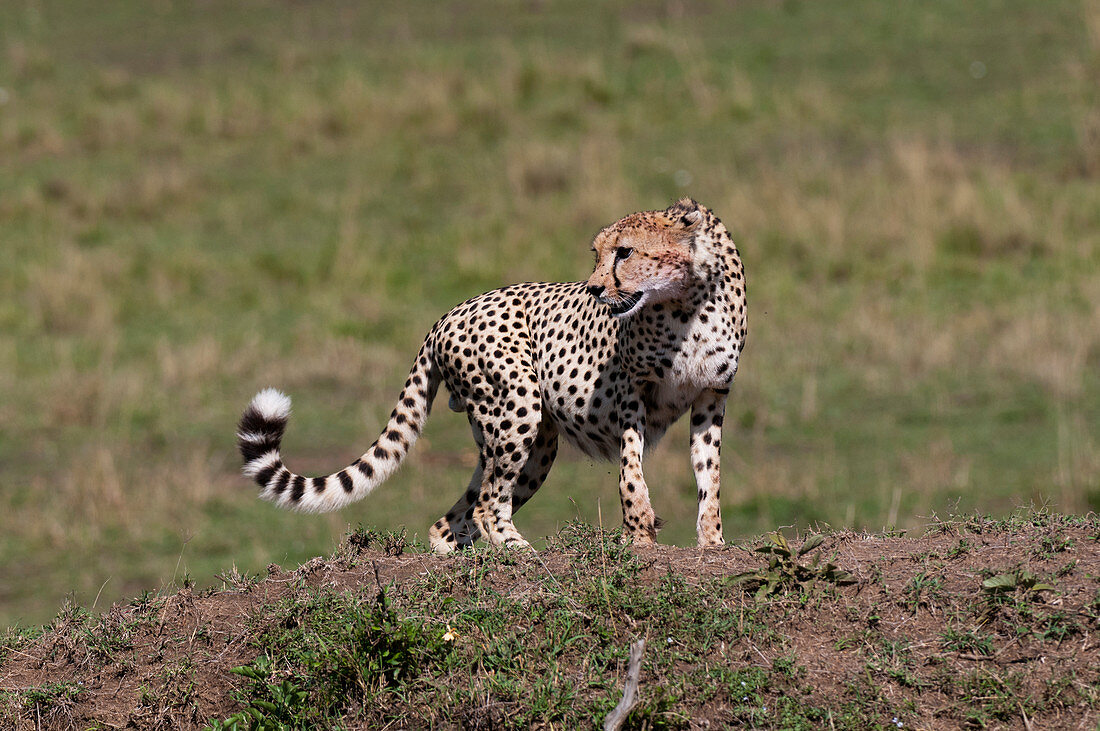 Cheetah