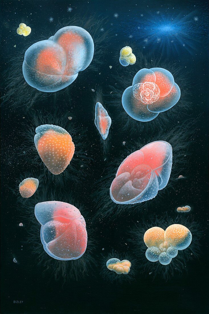 Modern deep-dwelling foraminifera, illustration