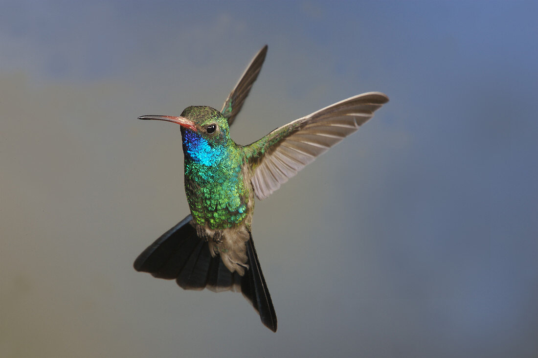 Broad-billed hummingbird in flight, high-speed photograph