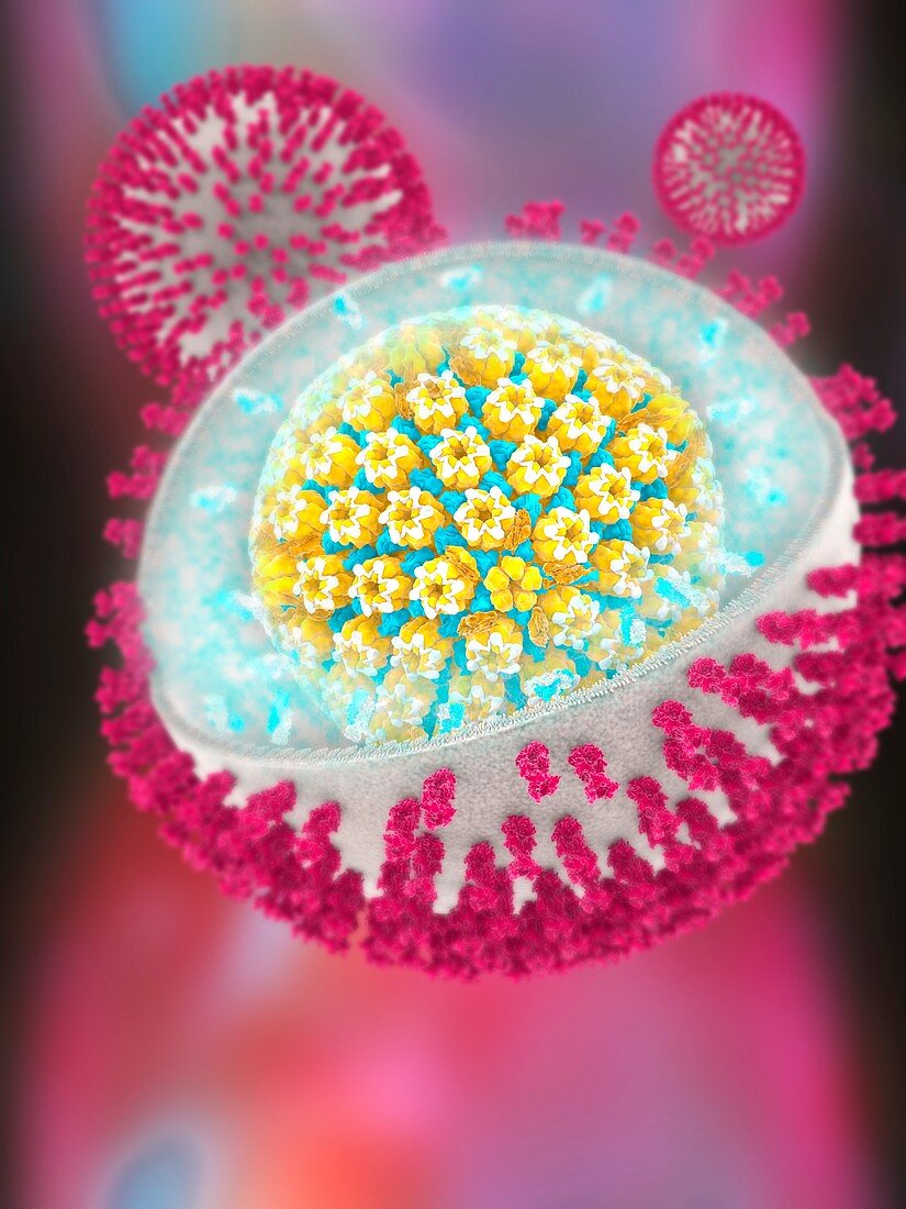 Herpes simplex virus, molecular model