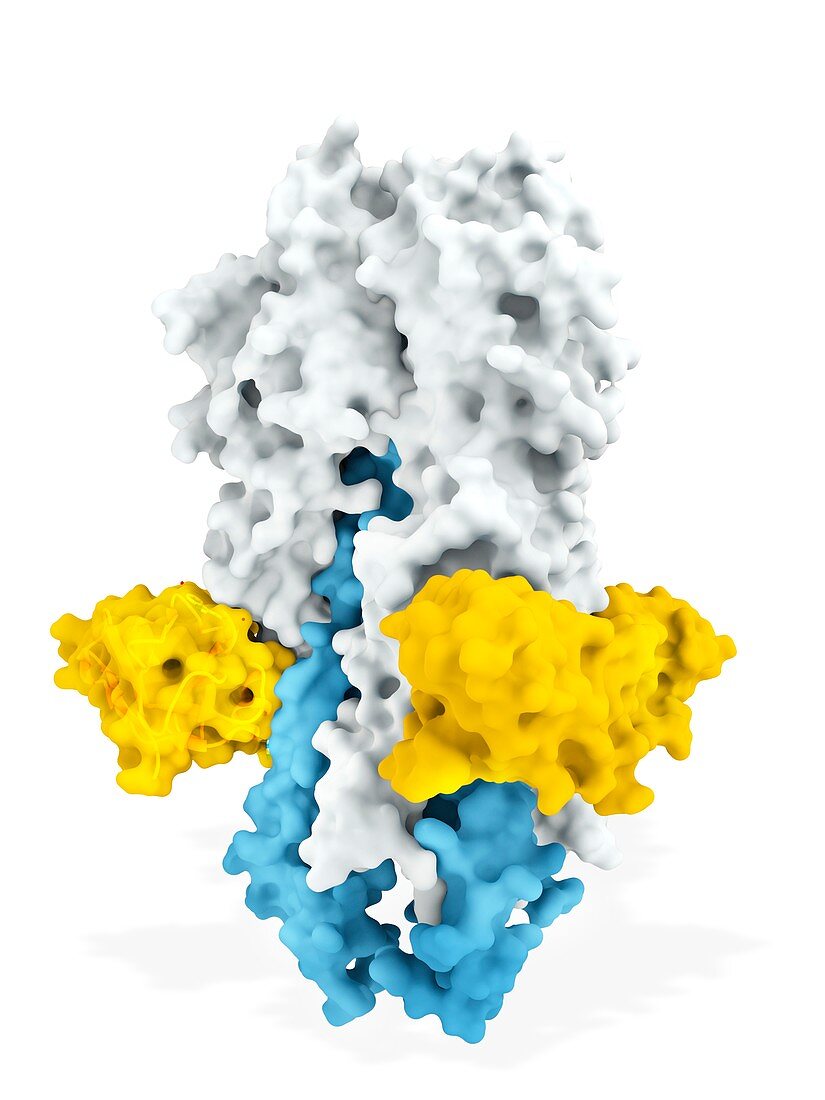 Multidomain antibody MD3606, molecular model