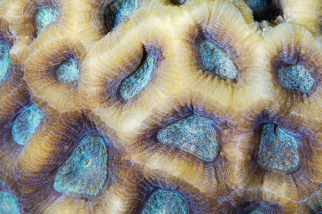 Coral surface