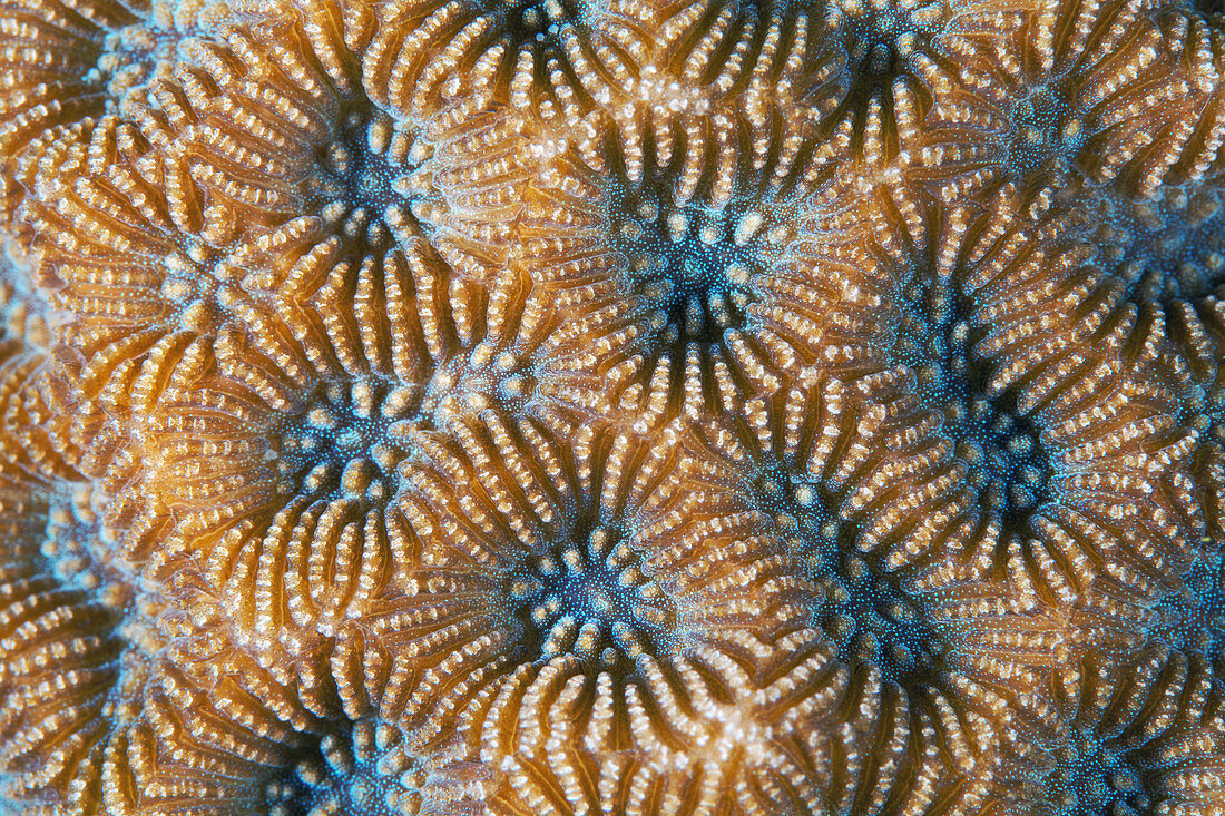 Coral surface