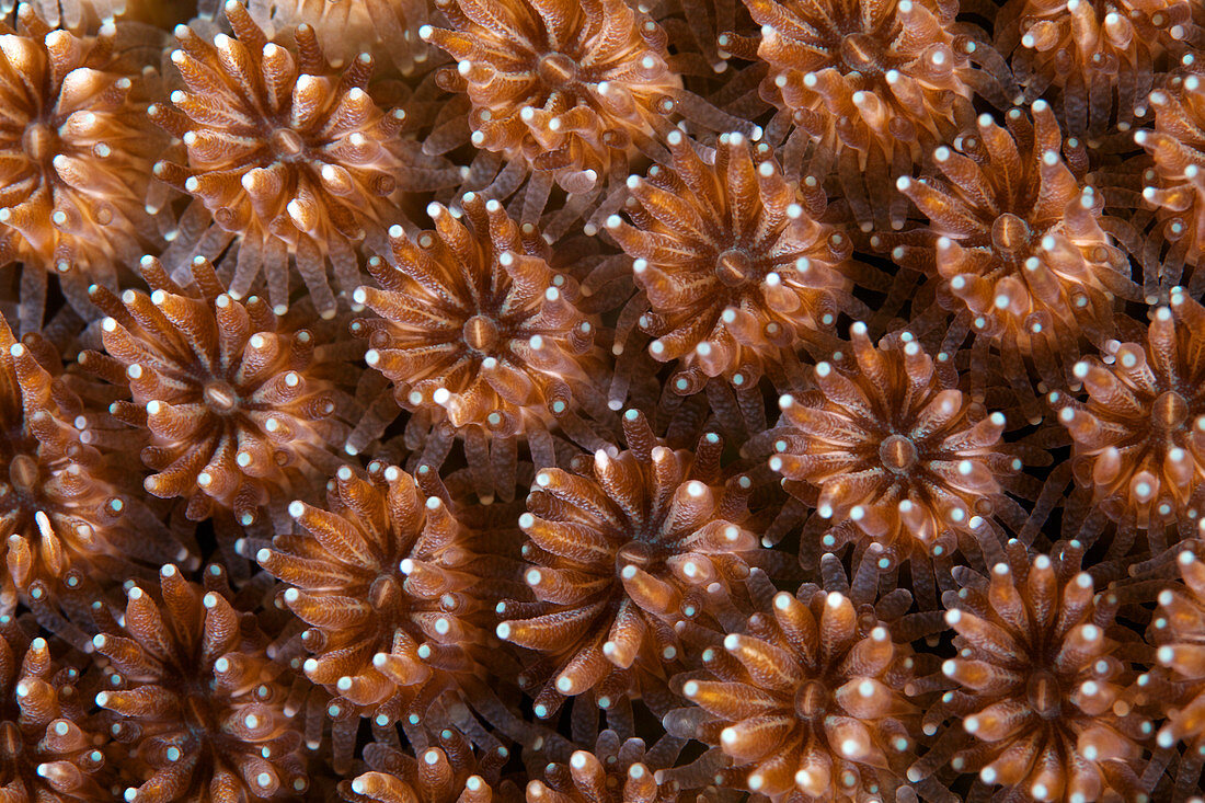 Coral surface