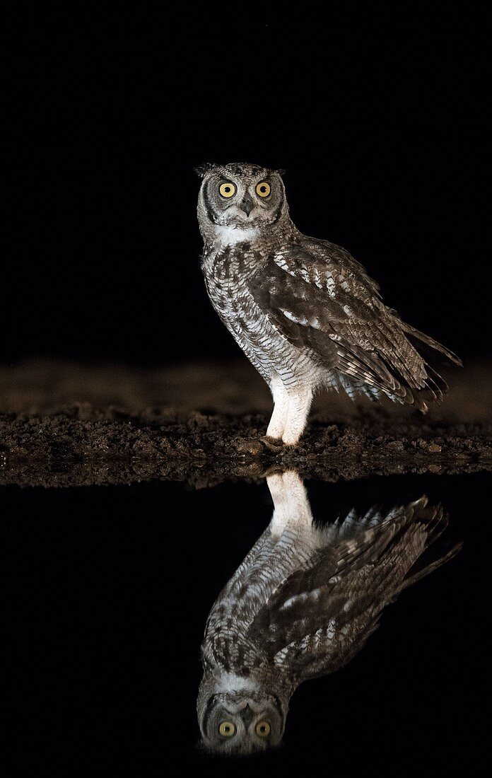 Spotted eagle owl reflection