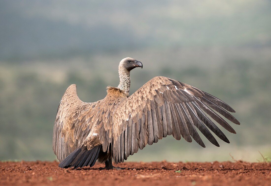 White-backed vulture sunning itself