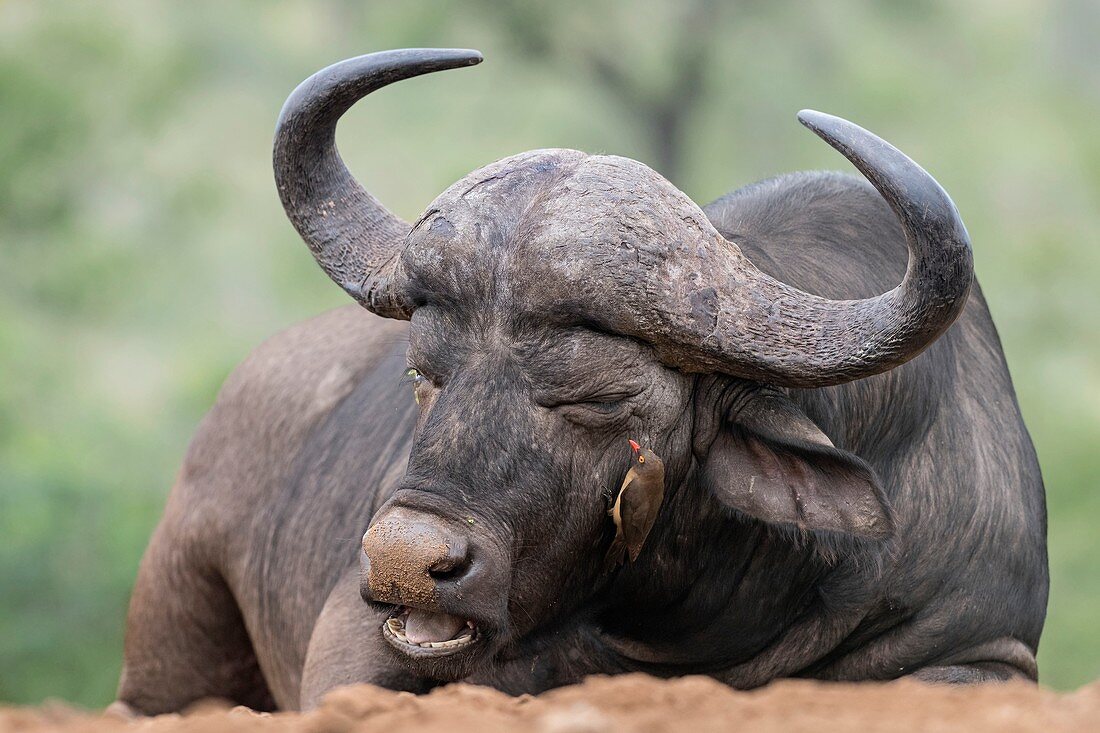 Cape Buffalo with Red-billed ox-pecker