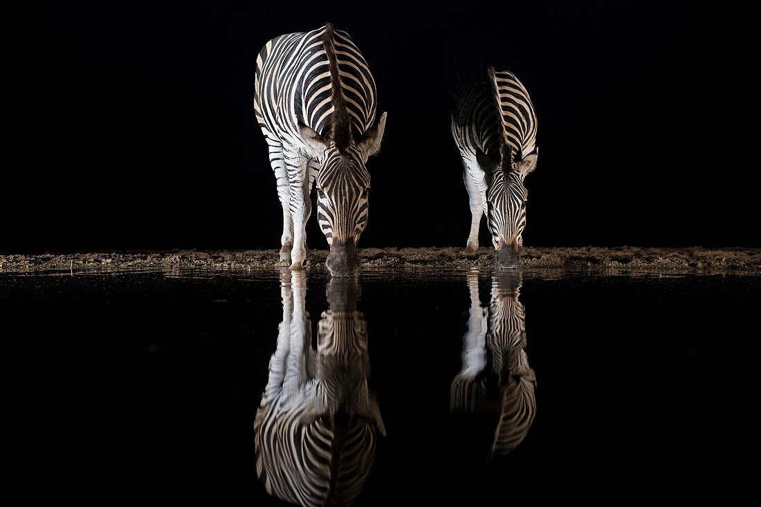 Burchell's Zebra reflections at night