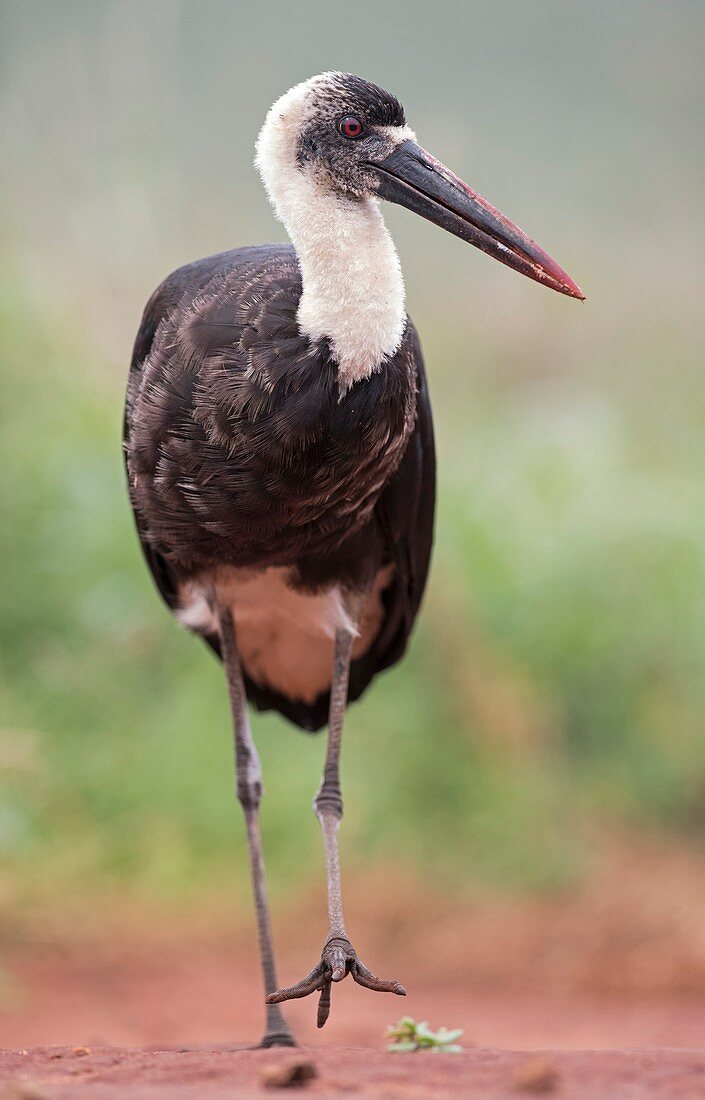 African Woolly-necked stork