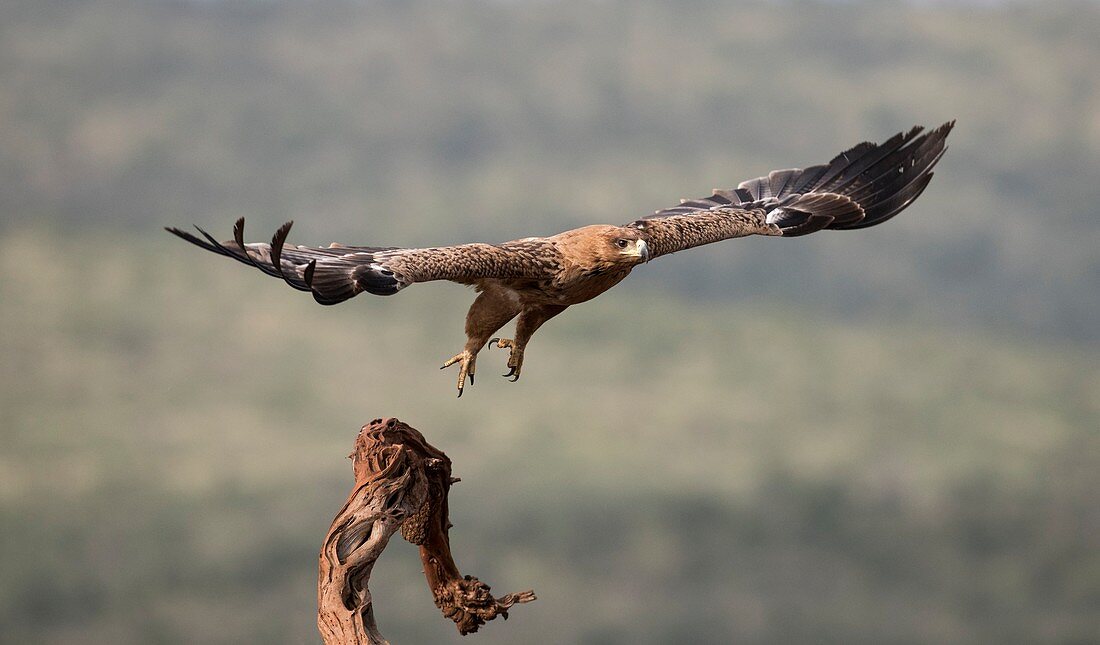 Tawny eagle taking off from a perch