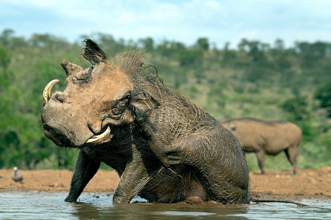 Warthog scratching whilst wallowing
