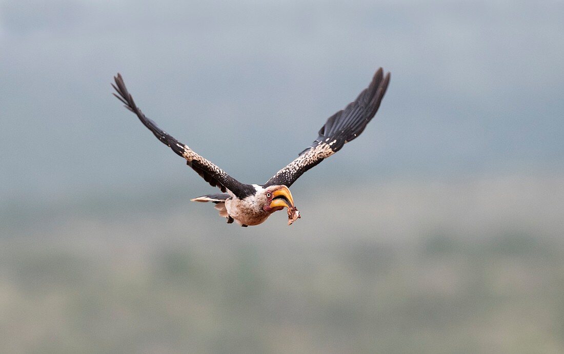 Southern yellow-billed hornbill in flight