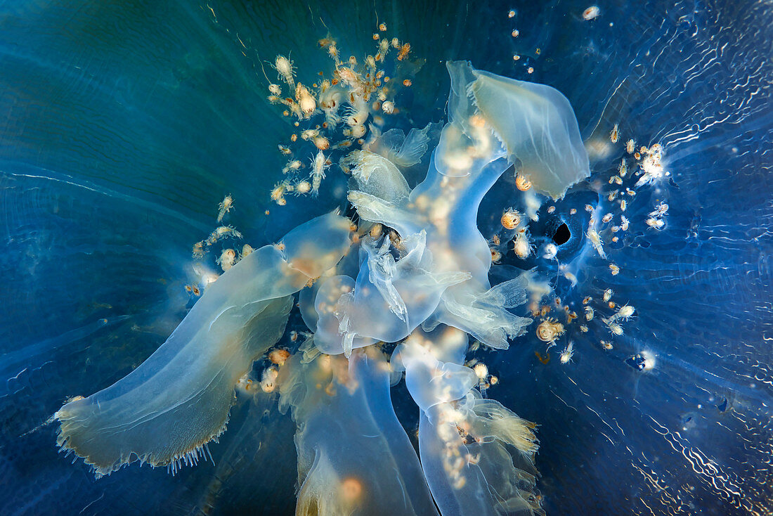 Amphipods inside Aurelia limbata jellyfish