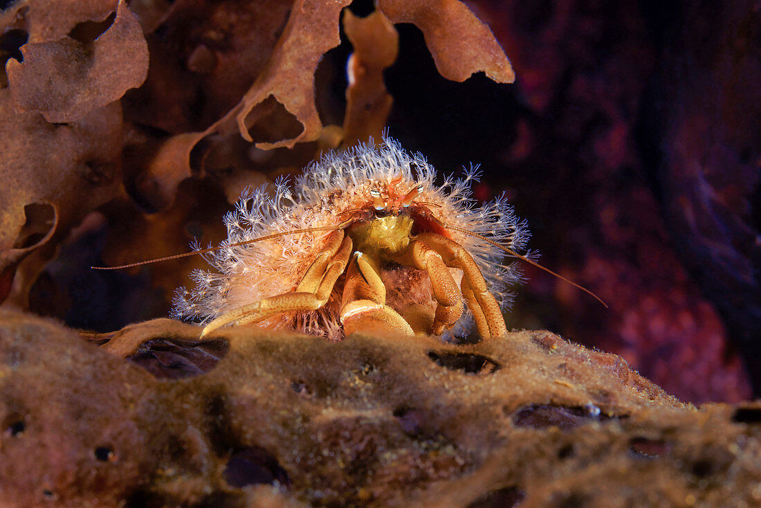 Hermit crab with hydrozoans on its shell