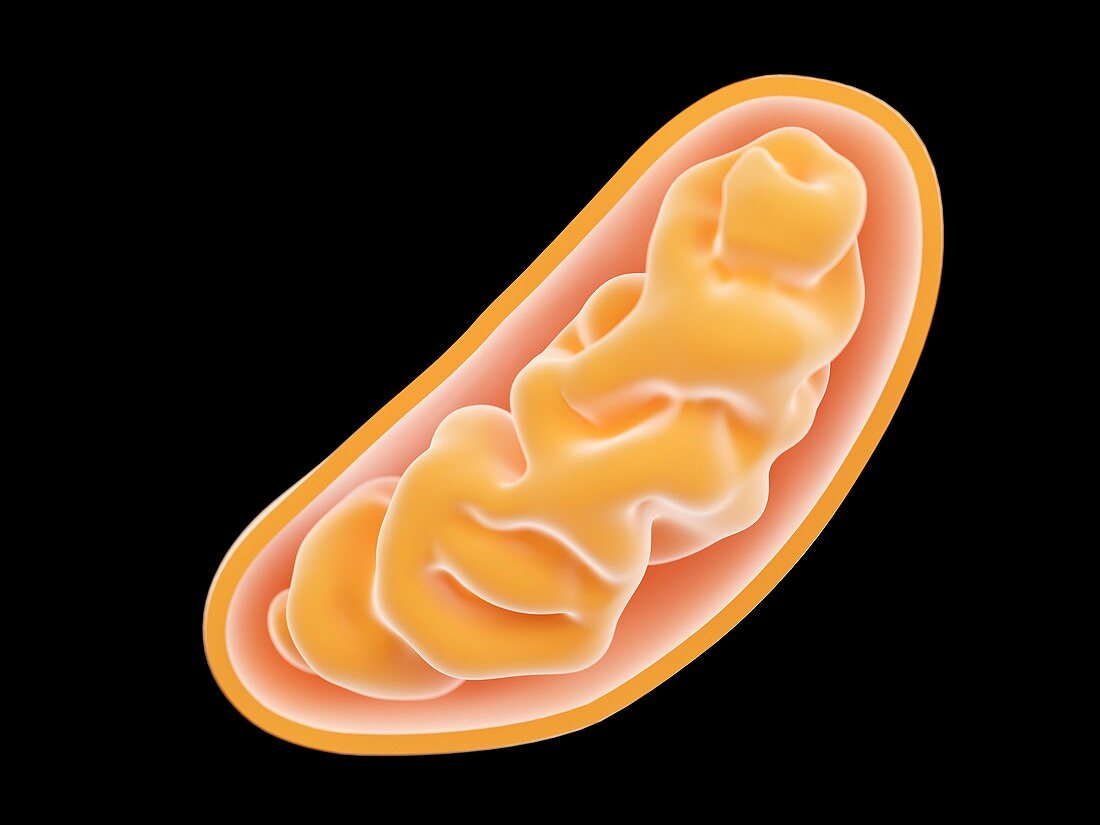Illustration of a mitochondrion