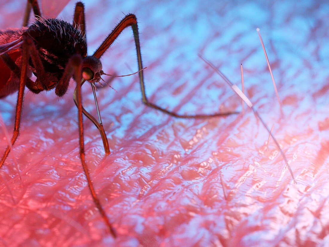 Illustration of a mosquito on human skin