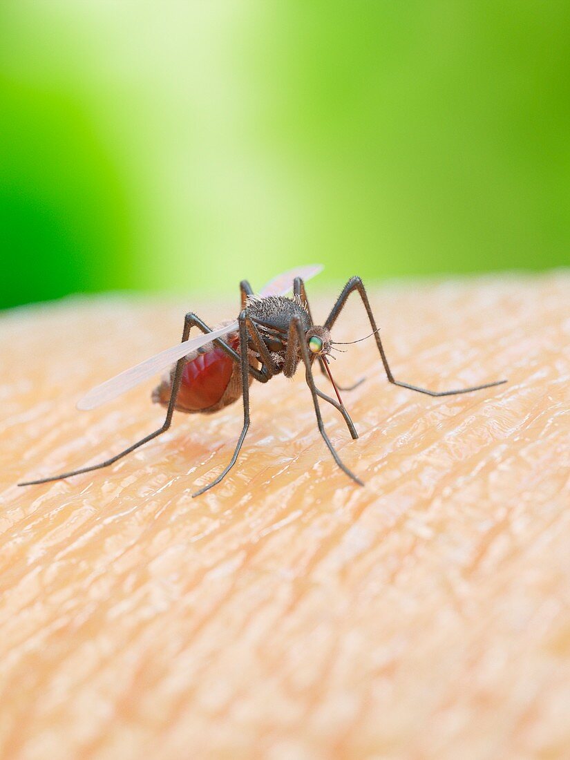 Illustration of a mosquito biting a human