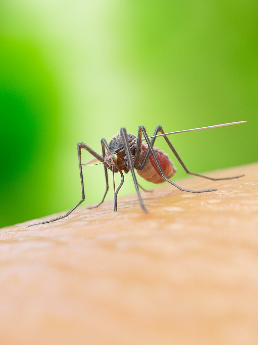 Illustration of a mosquito biting a human