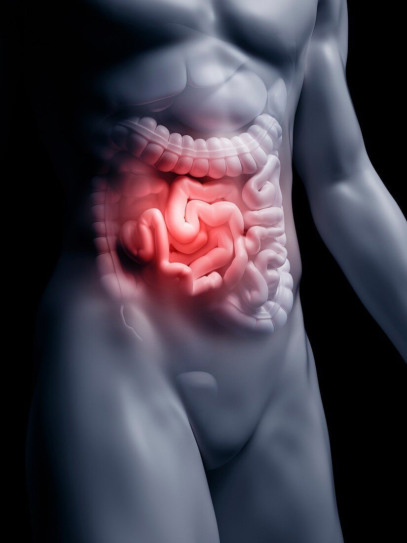 Illustration of the human small intestine