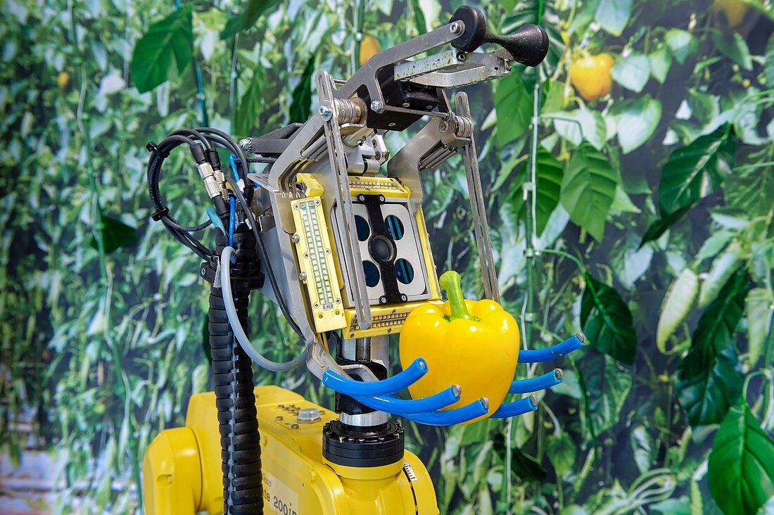 Experimental sweet pepper (Capsicum annum) harvesting robot