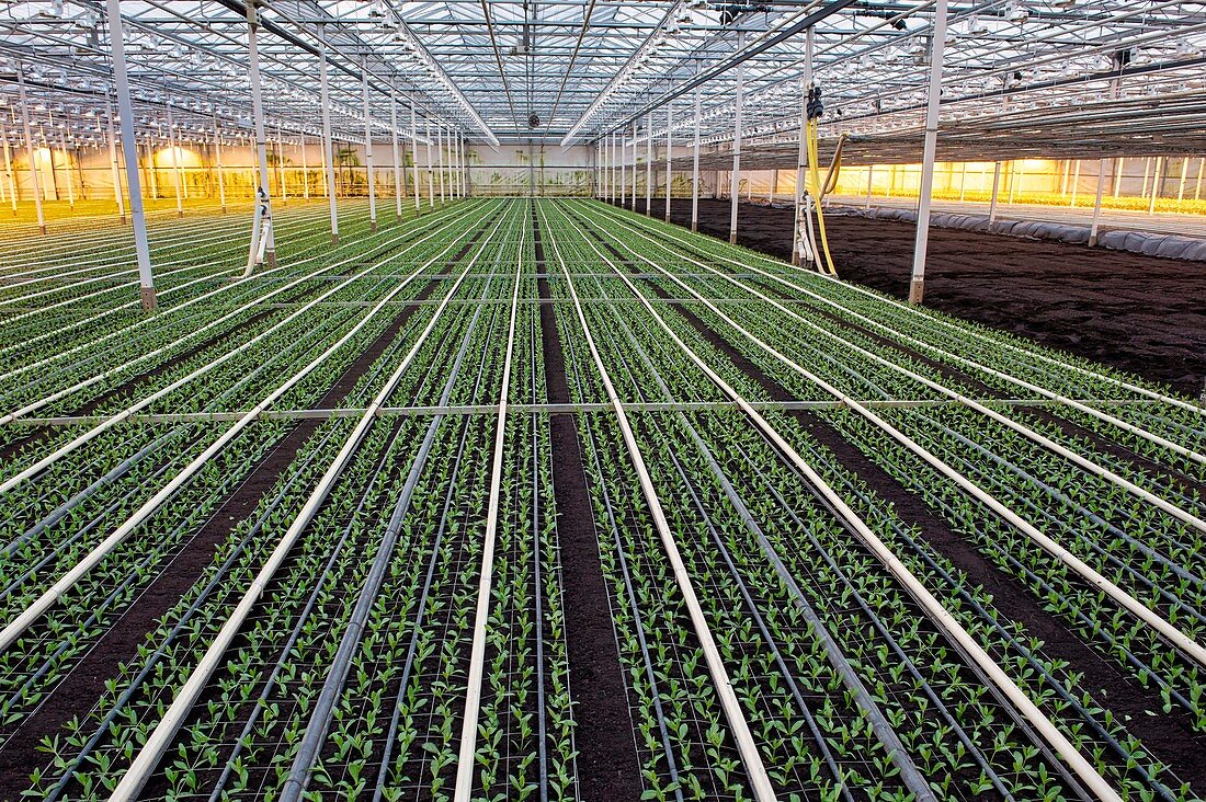 Commercial lisianthus cut flower production greenhouse