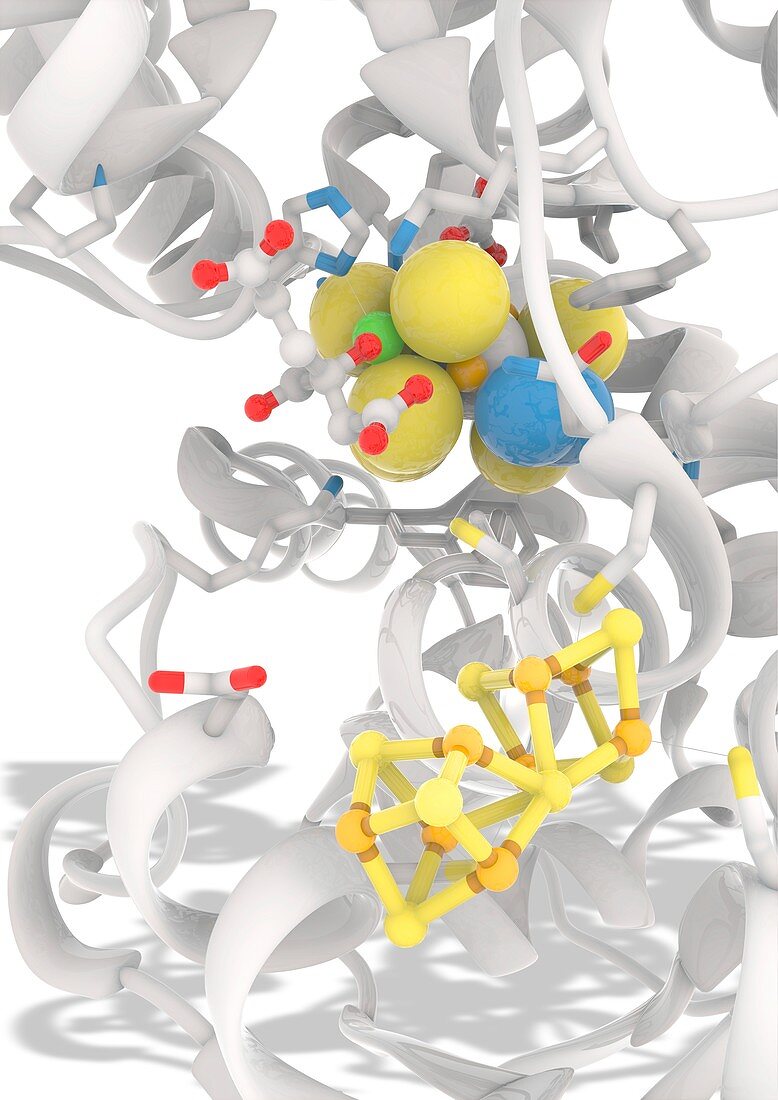 Vanadium nitrogenase molecule, illustration