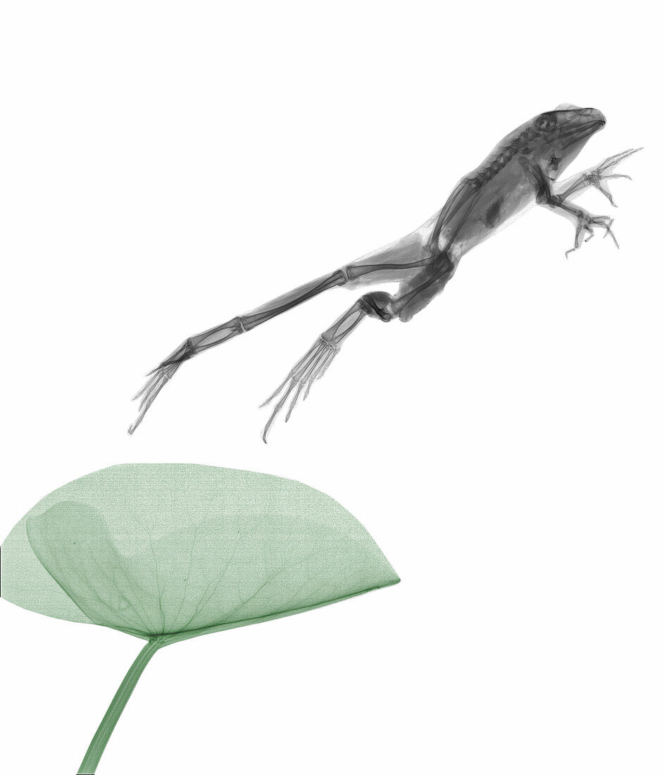 Frog jumping from a water lily pad, X-ray