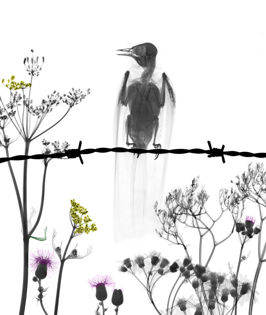 Swallow and flowering plants, X-ray